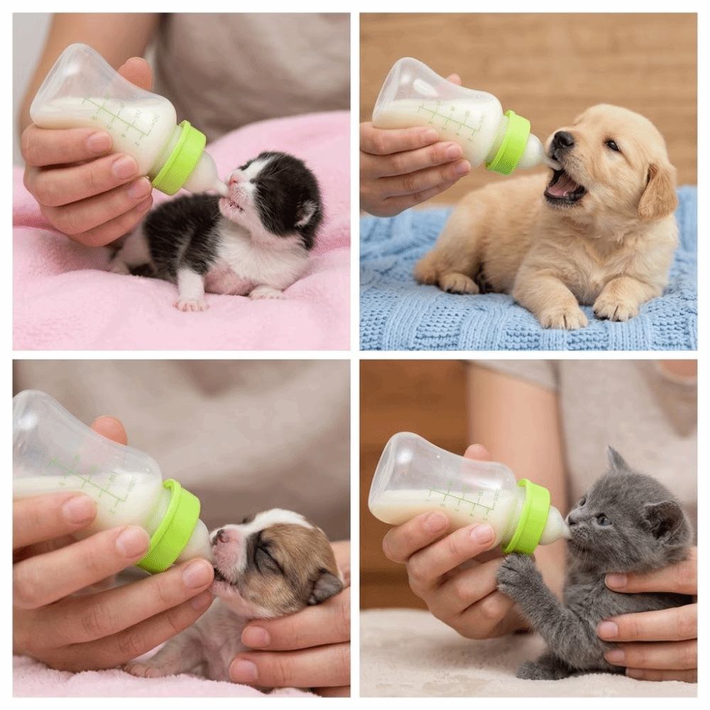 4pcs/ Set 150ml Capacity Pet F – обзор и цена Storage Tips For Food